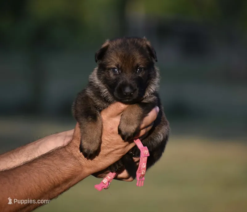 Dark Pink – German Shepherd Dog puppy for sale in Cherryville, NC