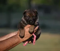 Dark Pink, a female German Shepherd Dog for sale in Cherryville, NC – 1 of 1