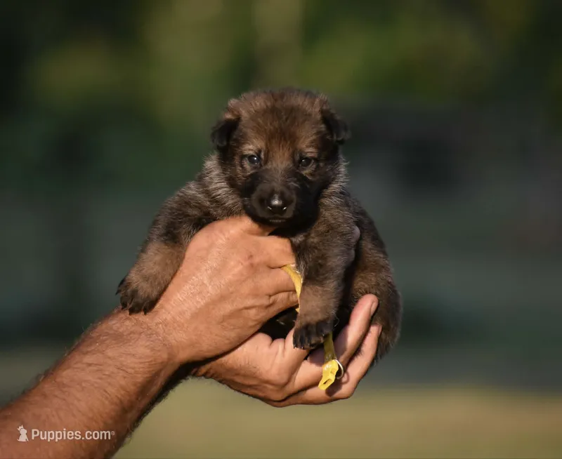 Yellow – German Shepherd Dog puppy for sale in Cherryville, NC