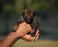 Yellow, a female German Shepherd Dog for sale in Cherryville, NC – 1 of 1