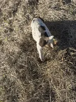 Handsome Rob, a male German Shorthaired Pointer for sale in Trenton, FL – Photo 4 of 8