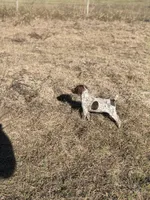 Handsome Rob, a male German Shorthaired Pointer for sale in Trenton, FL – Photo 5 of 8