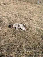 Handsome Rob, a male German Shorthaired Pointer for sale in Trenton, FL – Photo 6 of 8