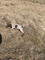 Handsome Rob, a male German Shorthaired Pointer for sale in Trenton, FL – Photo 7 of 8