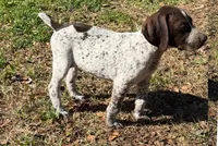 Handsome Rob, a male German Shorthaired Pointer for sale in Trenton, FL – Photo 1 of 8