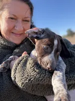 Handsome Rob, a male German Shorthaired Pointer for sale in Trenton, FL – Photo 3 of 8