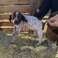 Handsome Rob, a male German Shorthaired Pointer for sale in Trenton, FL – Photo 2 of 8