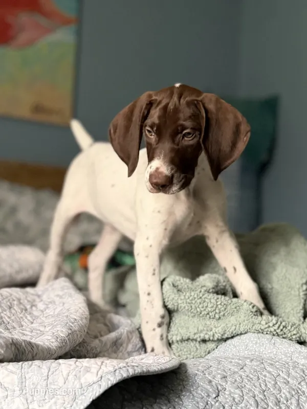 Loomis – German Shorthaired Pointer puppy for sale in Trenton, FL