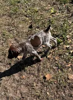 Valentine, a male German Shorthaired Pointer for sale in Trenton, FL – Photo 1 of 3