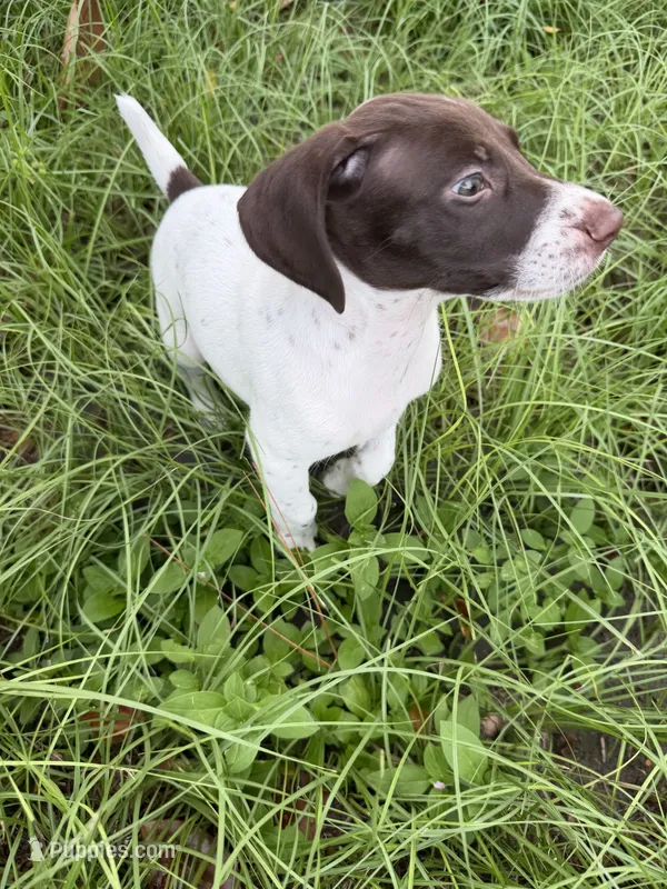Loomis – German Shorthaired Pointer puppy for sale in Trenton, FL