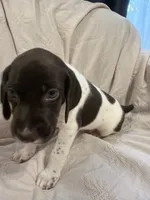 Fisher, a male German Shorthaired Pointer for sale in Trenton, FL – 3 of 9
