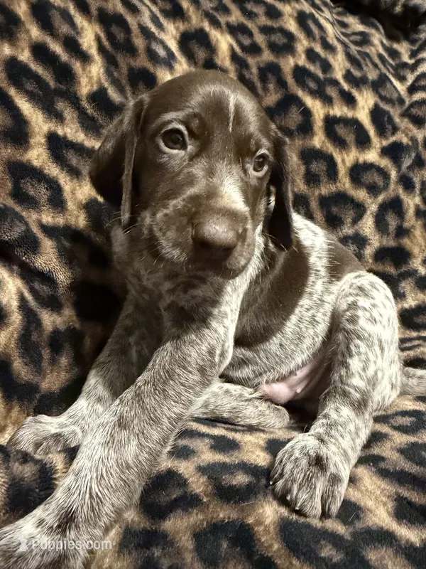 Shimano – German Shorthaired Pointer puppy for sale in Trenton, FL