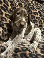 Shimano, a male German Shorthaired Pointer for sale in Trenton, FL – 1 of 4