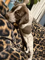 Sunny, a female German Shorthaired Pointer for sale in Trenton, FL – 3 of 8