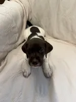 Fisher, a male German Shorthaired Pointer for sale in Trenton, FL – 2 of 9