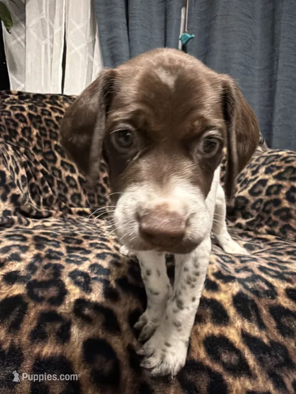 Mahi  – German Shorthaired Pointer puppy for sale in Trenton, FL