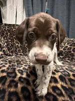 Mahi , a male German Shorthaired Pointer for sale in Trenton, FL – 9 of 10