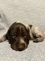 Trigger, a male German Shorthaired Pointer for sale in Trenton, FL – 5 of 7