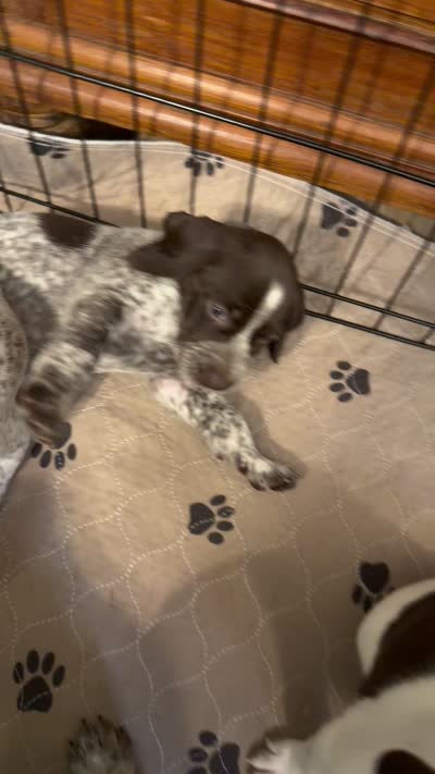 Luna, a female German Shorthaired Pointer for sale in Trenton, FL – 7 of 10