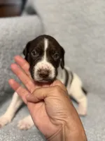 Trigger , a male German Shorthaired Pointer for sale in Trenton, FL – 5 of 7