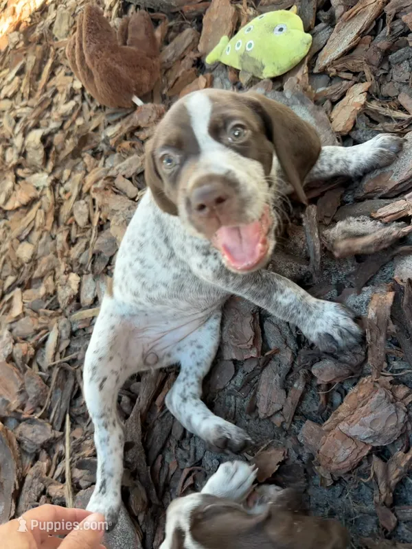 Sunny – German Shorthaired Pointer puppy for sale in Trenton, FL