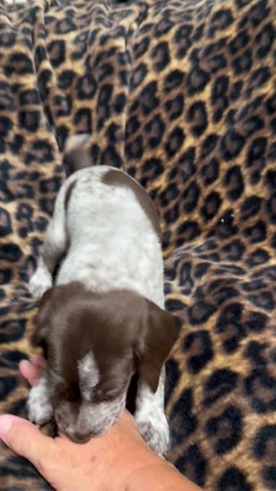Sunny, a female German Shorthaired Pointer for sale in Trenton, FL – 6 of 8