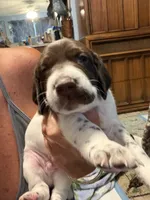 Mahi , a male German Shorthaired Pointer for sale in Trenton, FL – 5 of 10