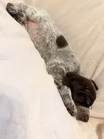 Luna, a female German Shorthaired Pointer for sale in Trenton, FL – 8 of 10