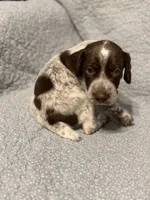 Maverick, a male German Shorthaired Pointer for sale in Trenton, FL – 4 of 10