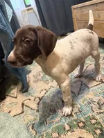  G Loomis, a male German Shorthaired Pointer for sale in Trenton, FL – 8 of 9