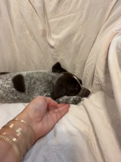 Luna, a female German Shorthaired Pointer for sale in Trenton, FL – 9 of 10