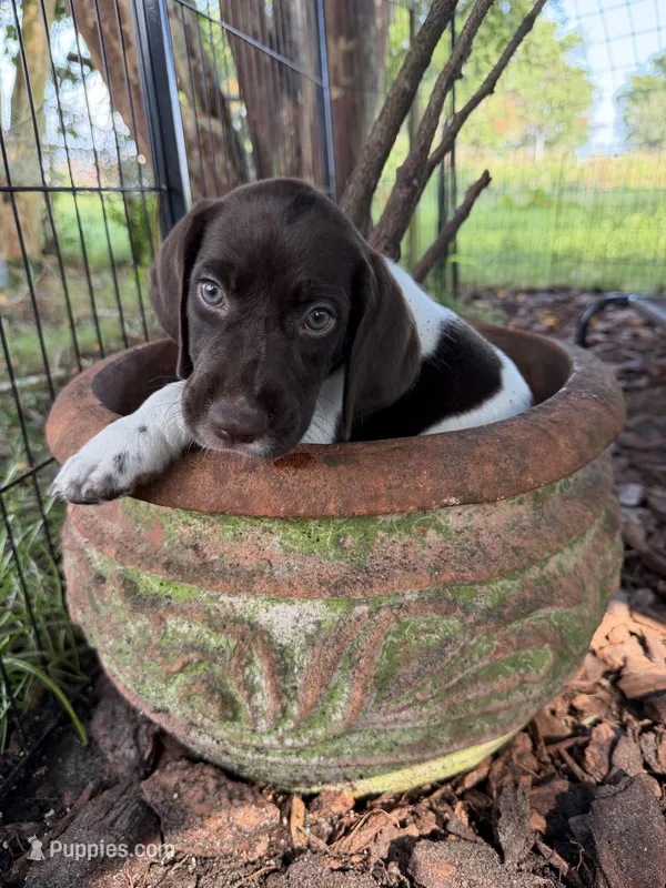 Fisher – German Shorthaired Pointer puppy for sale in Trenton, FL
