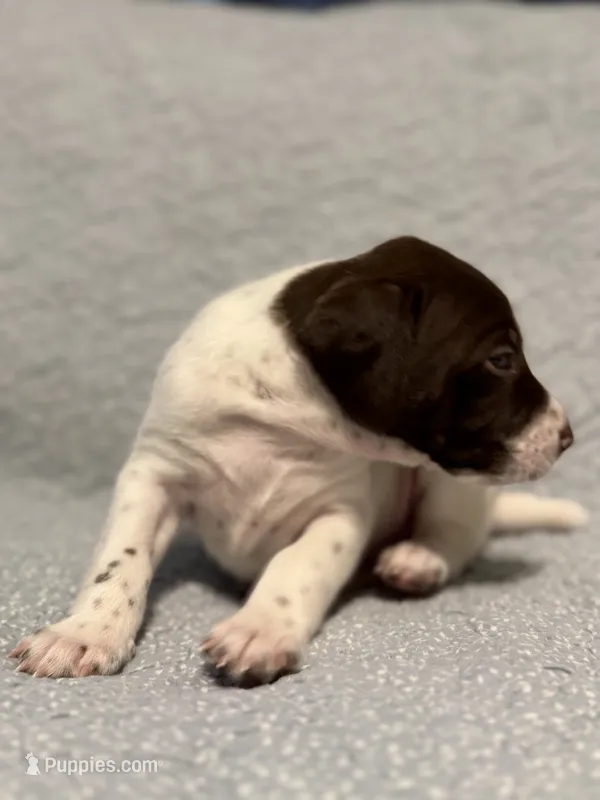 Loomis – German Shorthaired Pointer puppy for sale in Trenton, FL