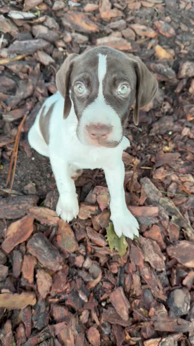 Trigger , a male German Shorthaired Pointer for sale in Trenton, FL – 7 of 7