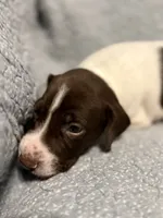 Trigger , a male German Shorthaired Pointer for sale in Trenton, FL – 2 of 7