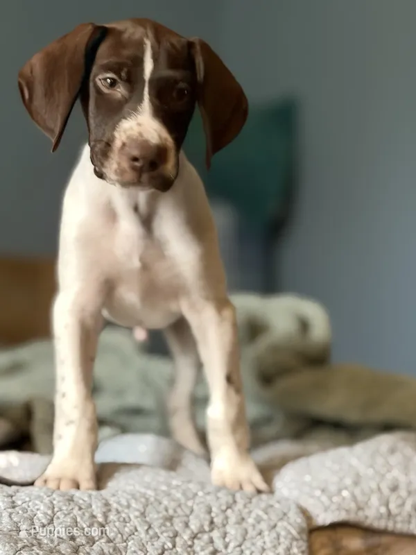 Trigger 💙 – German Shorthaired Pointer puppy for sale in Trenton, FL