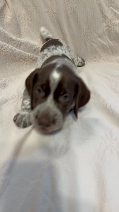 Maverick, a male German Shorthaired Pointer for sale in Trenton, FL – 10 of 10