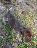 (Patrick) Swayze, a male German Shorthaired Pointer for sale in Trenton, FL – Photo 1 of 2