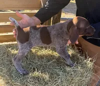 (Patrick) Swayze, a male German Shorthaired Pointer for sale in Trenton, FL – Photo 2 of 2