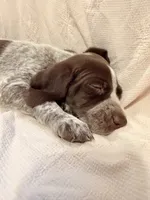 Luna, a female German Shorthaired Pointer for sale in Trenton, FL – 6 of 10