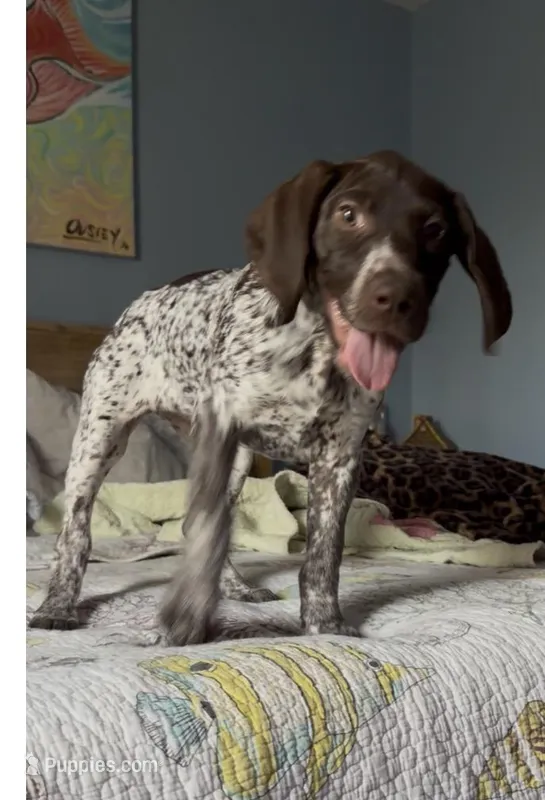 Dottie Girl – German Shorthaired Pointer puppy for sale in Trenton, FL