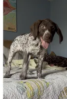Birdie, a female German Shorthaired Pointer for sale in Trenton, FL – Photo 4 of 9