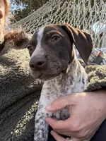 Jenny , a female German Shorthaired Pointer for sale in Trenton, FL – Photo 2 of 3