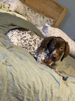 Dottie Girl, a female German Shorthaired Pointer for sale in Trenton, FL – Photo 3 of 8