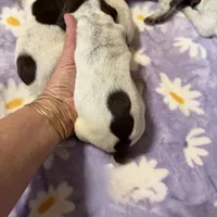 Birdie, a female German Shorthaired Pointer for sale in Trenton, FL – Photo 8 of 9