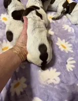 Dottie Girl, a female German Shorthaired Pointer for sale in Trenton, FL – Photo 8 of 8