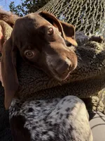 Dottie Girl, a female German Shorthaired Pointer for sale in Trenton, FL – Photo 6 of 8