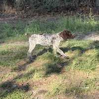 Birdie, a female German Shorthaired Pointer for sale in Trenton, FL – Photo 3 of 9