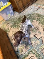 Dottie Girl, a female German Shorthaired Pointer for sale in Trenton, FL – Photo 4 of 8