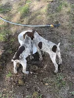 Jenny , a female German Shorthaired Pointer for sale in Trenton, FL – Photo 3 of 3